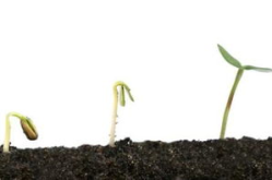 植物种子传播的方法,植物种子传播的多重途径与策略