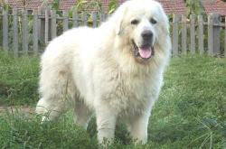 大白熊犬,巨型犬中的温柔守护者