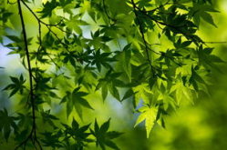 电脑桌面壁纸高清绿色,打造清新护眼的工作与生活空间
