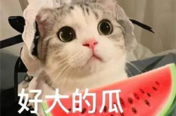 吃瓜网红章鱼哥是谁,吃瓜界的“海洋侦探”
