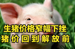 猪价格行情,周期波动与腌腊季需求影响下的市场动态”